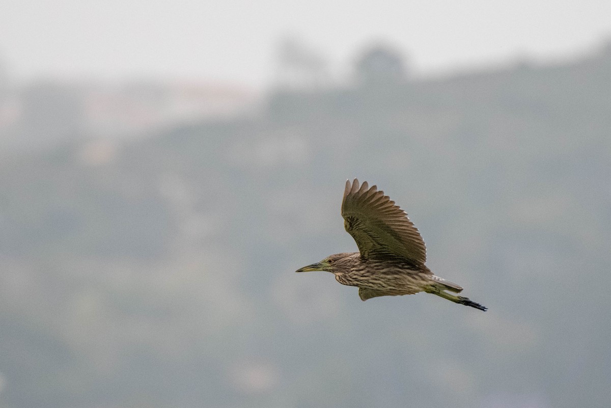 Black-crowned Night Heron - ML620711507