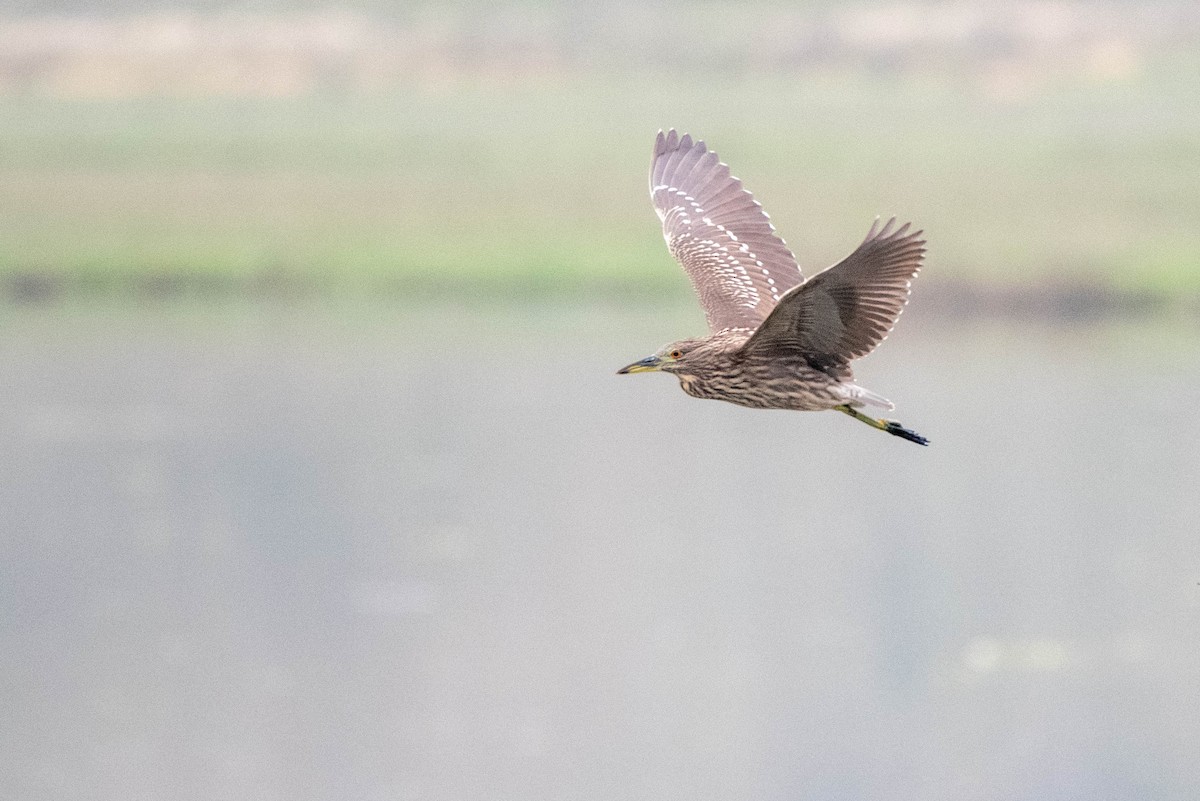 Black-crowned Night Heron - ML620711508