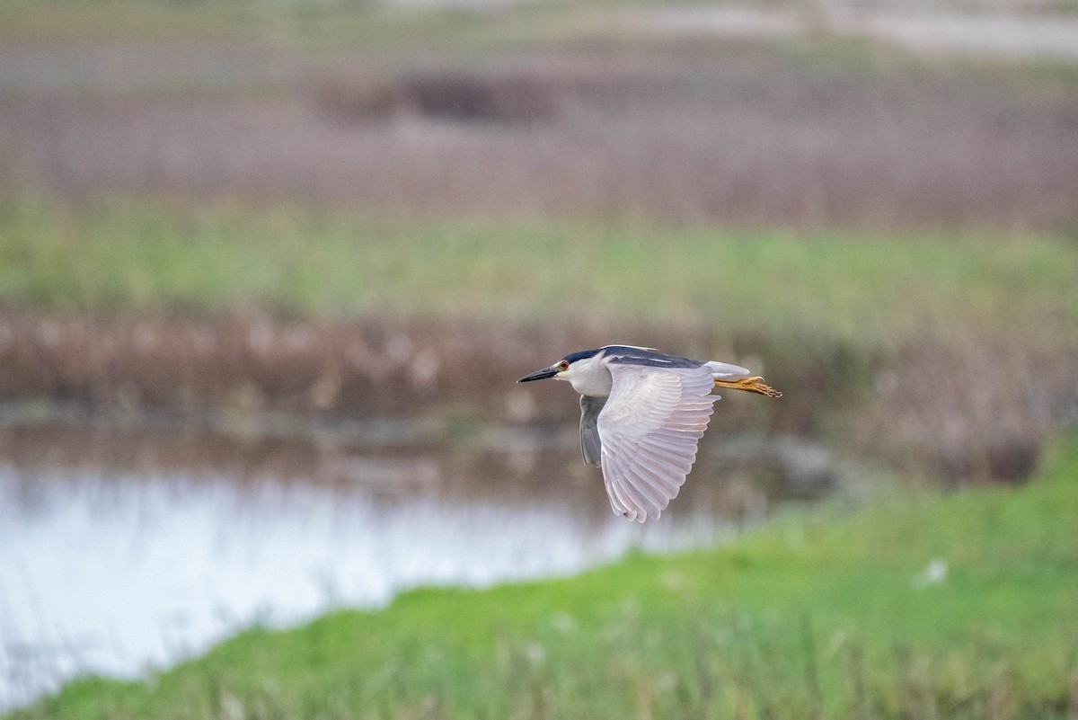 Black-crowned Night Heron - ML620711510