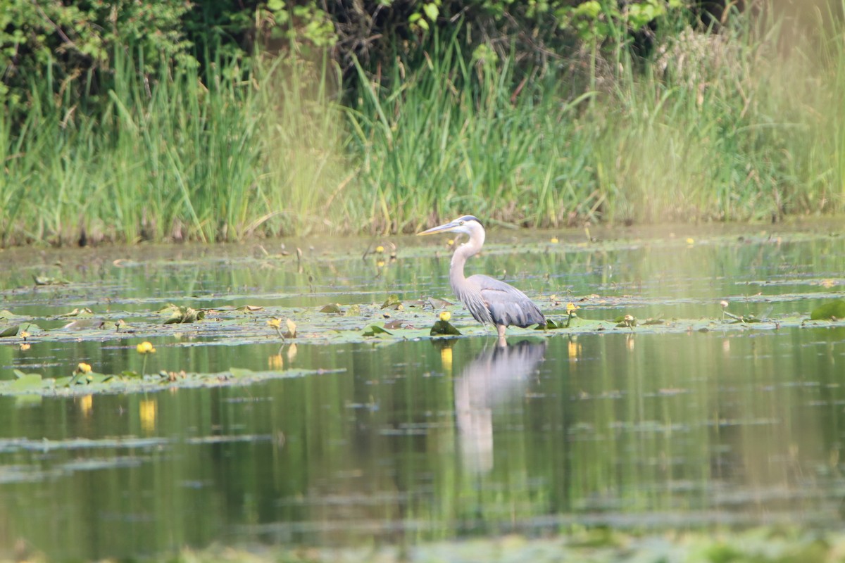 Garza Azulada - ML620711516