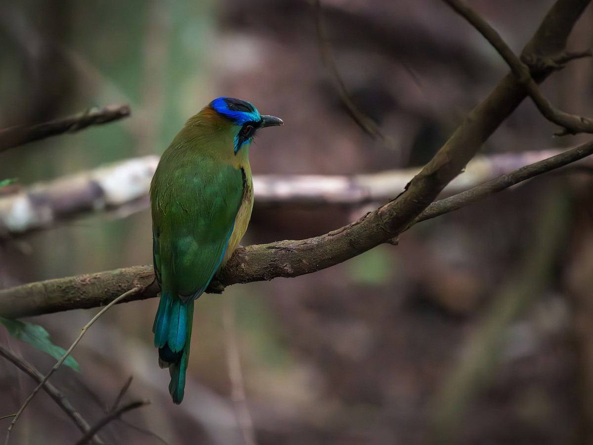 Amazonian Motmot - ML620711518