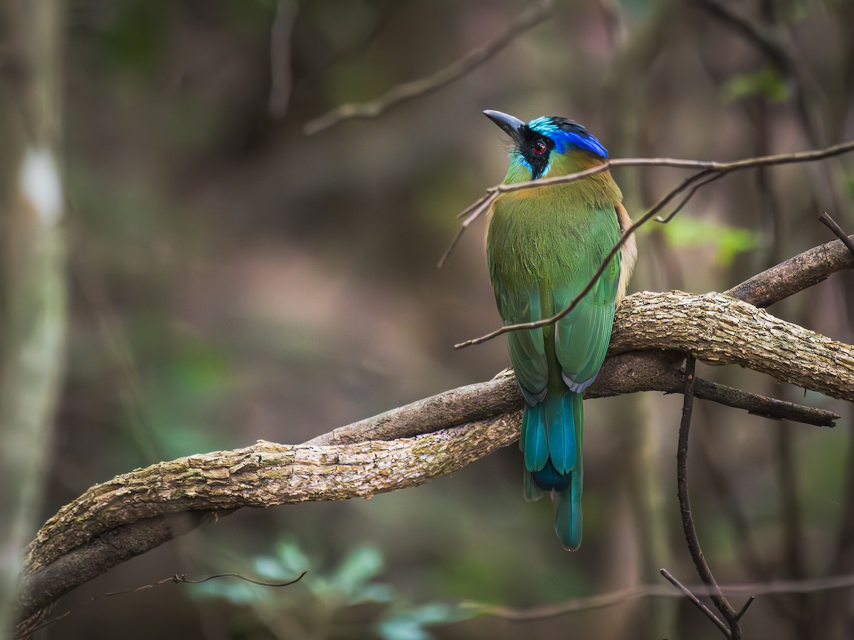 Amazonian Motmot - ML620711519