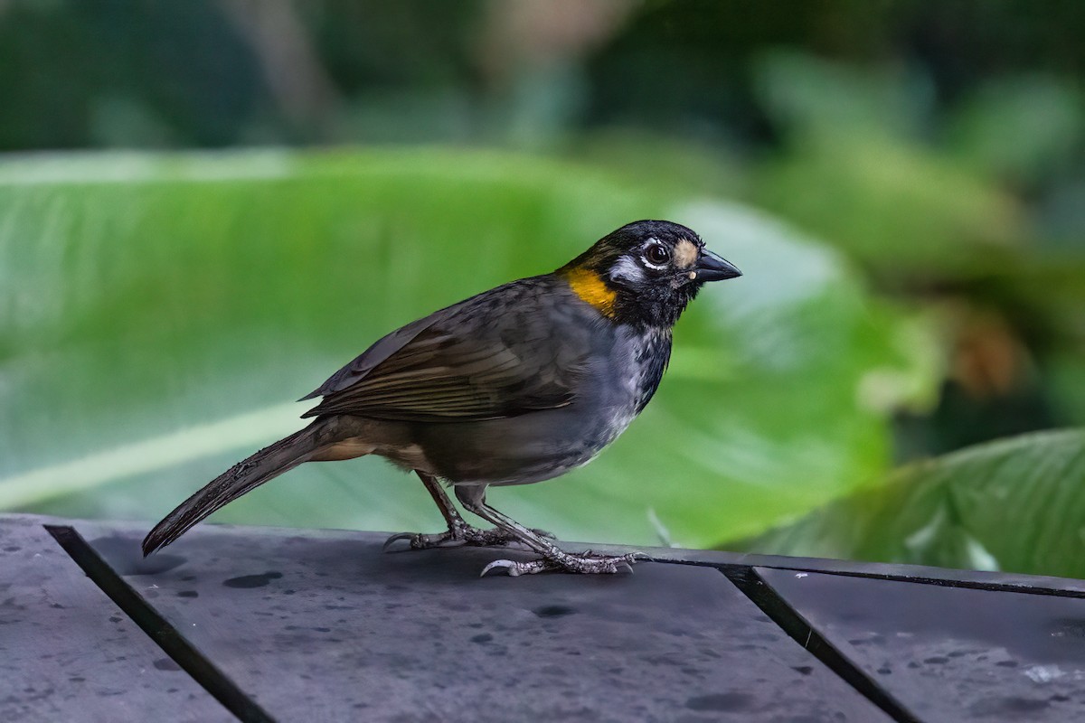 White-eared Ground-Sparrow - ML620711523