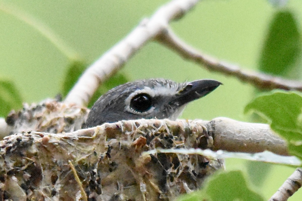 Kurşuni Vireo - ML620711524