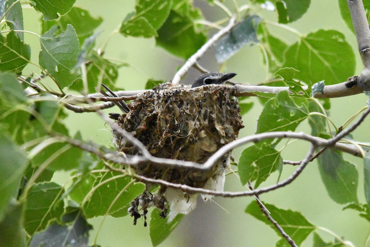 Plumbeous Vireo - ML620711525