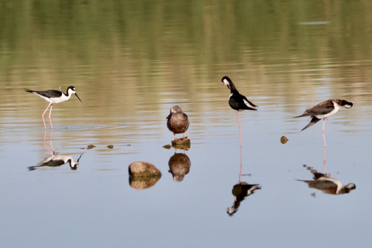 Black-necked Stilt - ML620711534