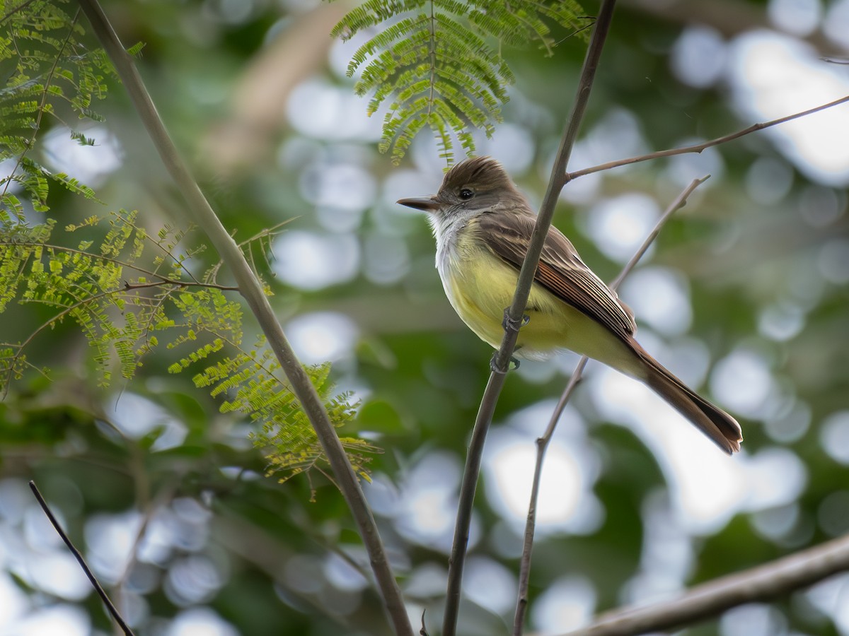 Brown-crested Flycatcher - ML620711535