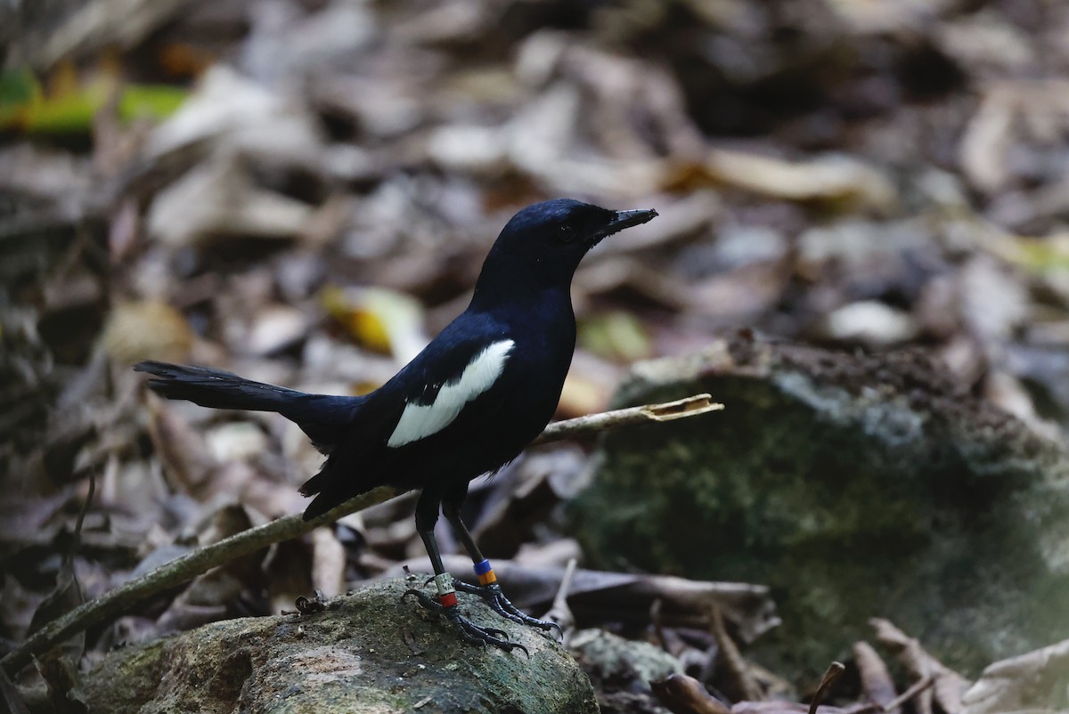 Seychelles Magpie-Robin - Nikos Mavris