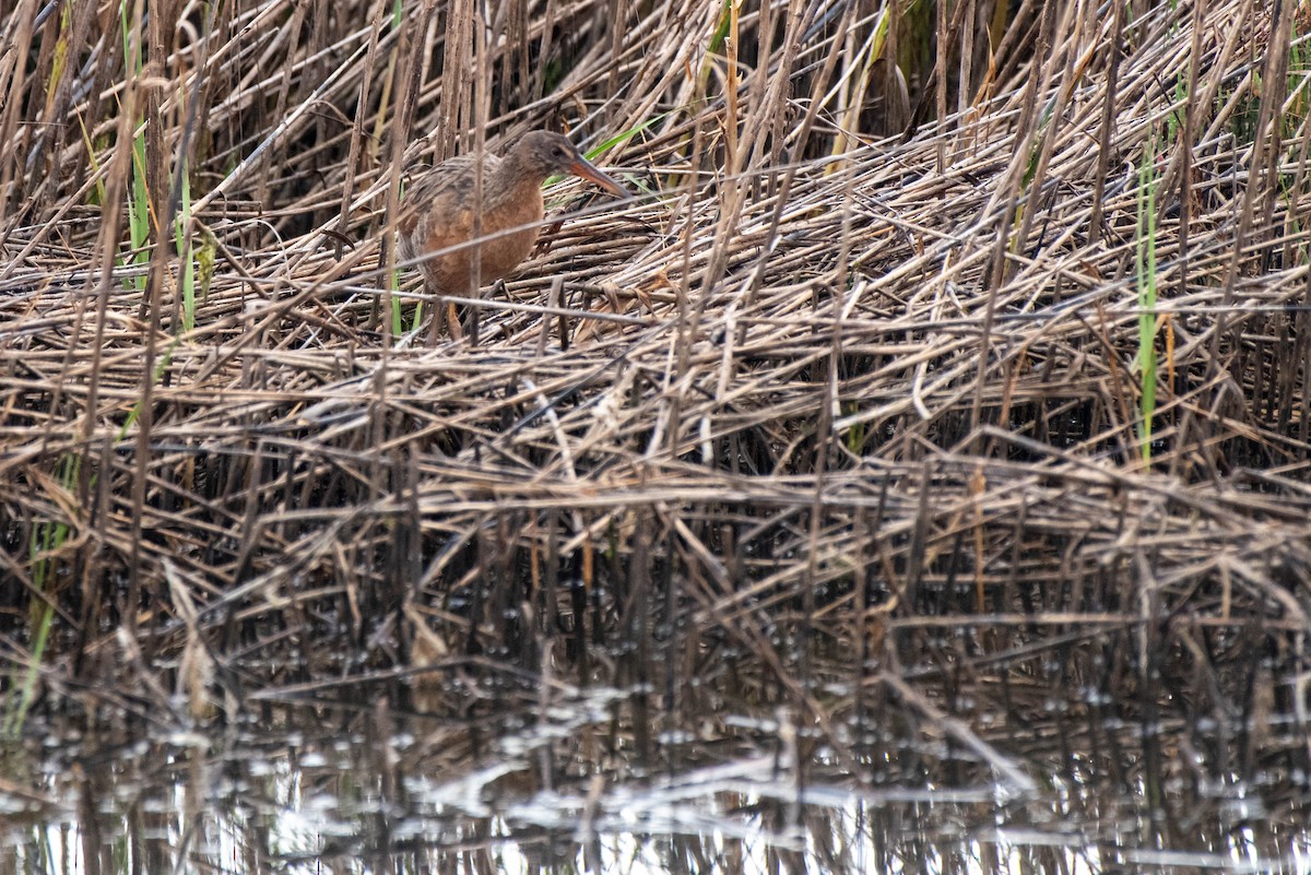 Ridgway's Rail - ML620711549