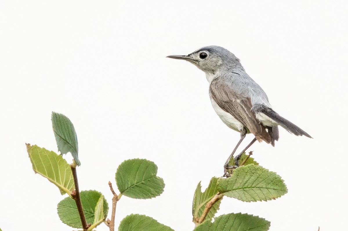 Blue-gray Gnatcatcher - ML620711550