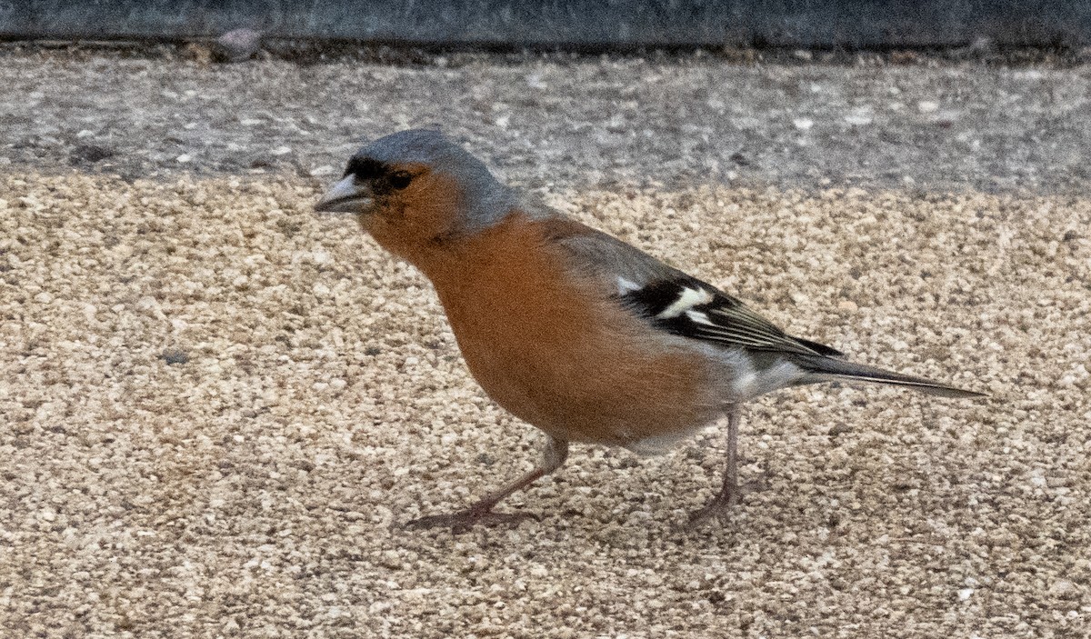 Common Chaffinch - James Mccoy