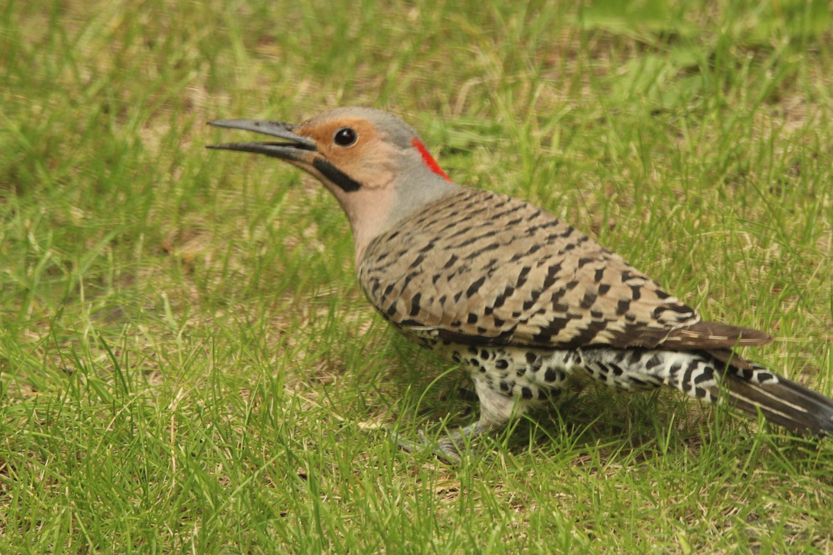 Northern Flicker - ML620711554