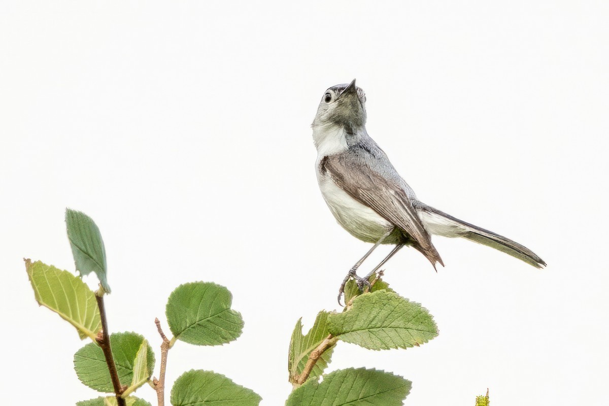 Blue-gray Gnatcatcher - Sandy & Bob Sipe