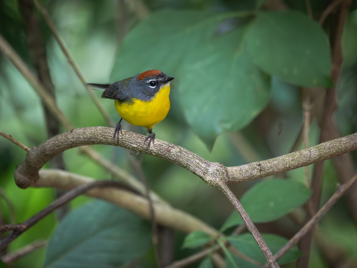 Brown-capped Redstart - ML620711557