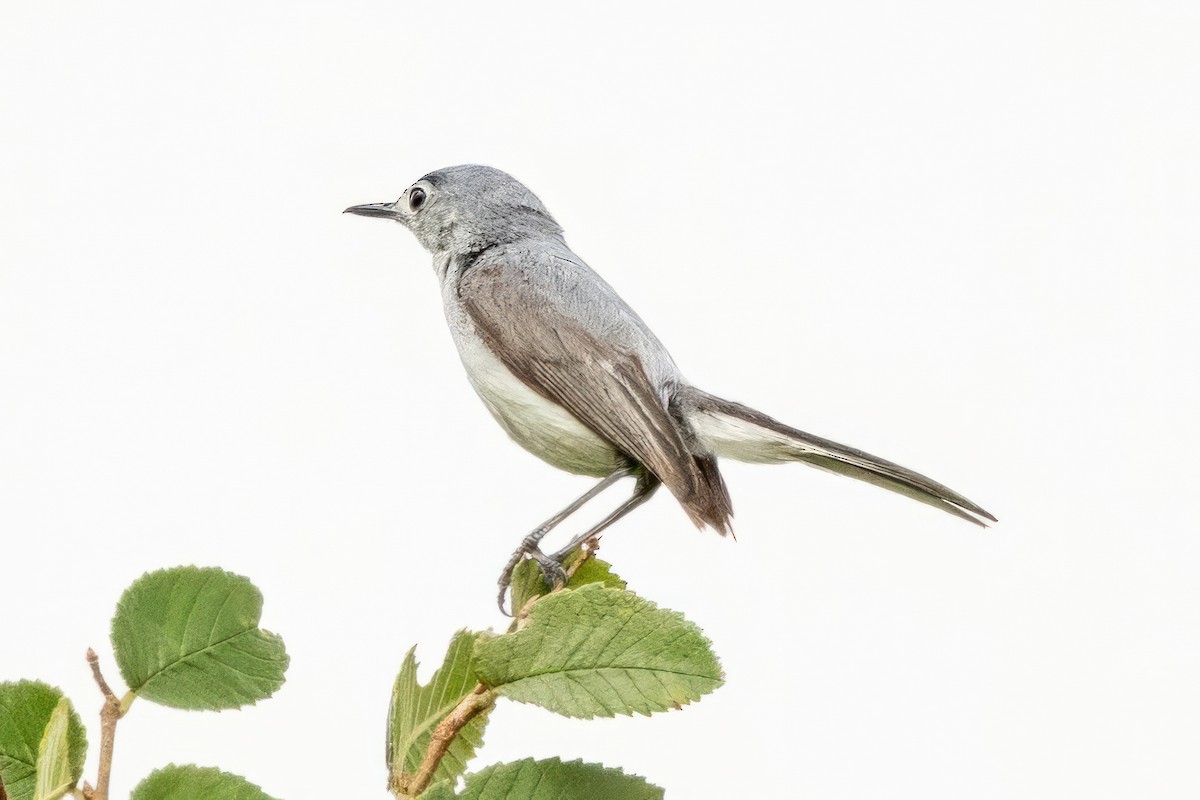 Blue-gray Gnatcatcher - ML620711558