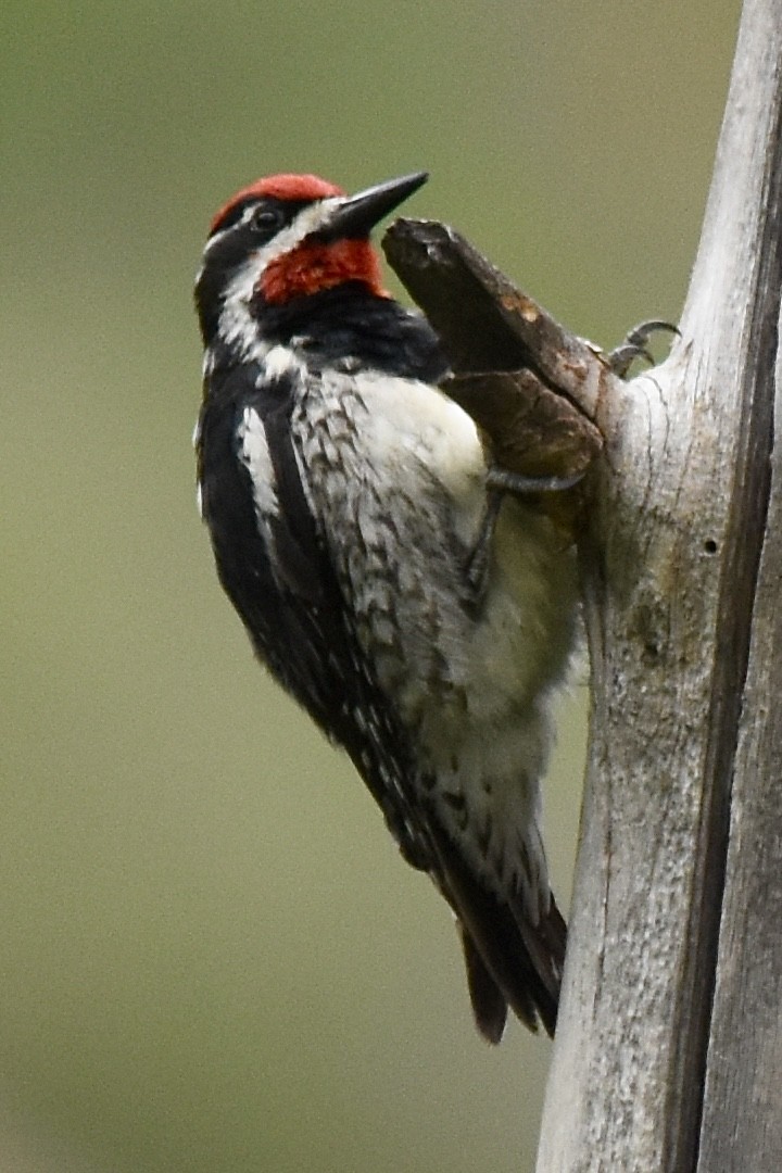 Red-naped Sapsucker - ML620711559