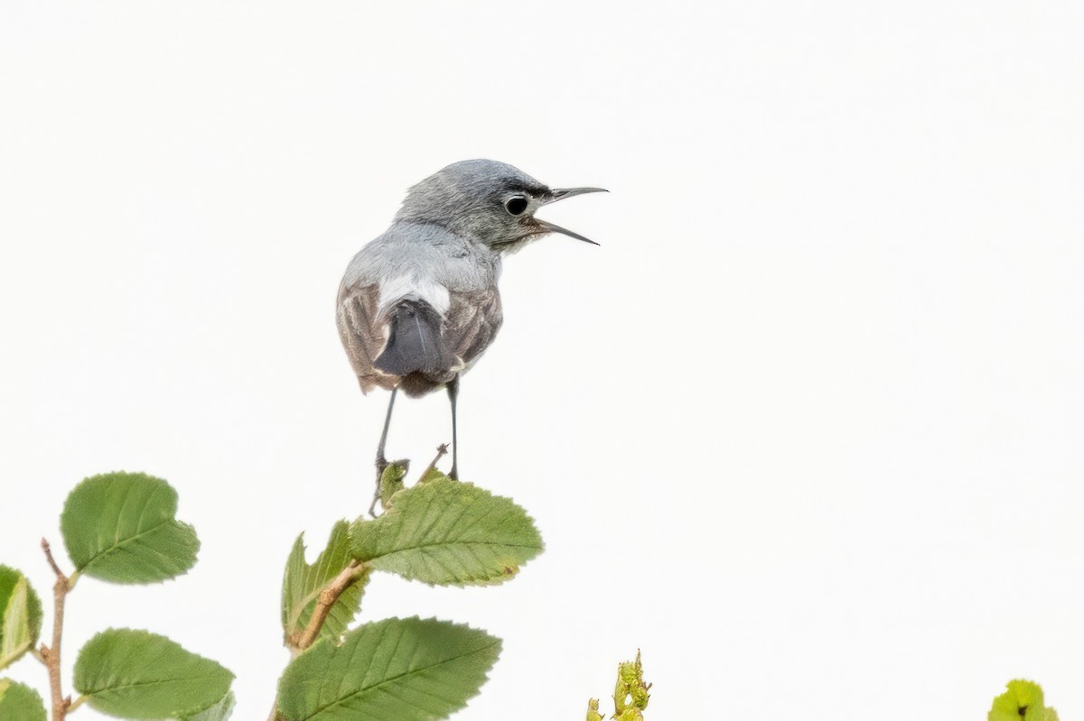 Blue-gray Gnatcatcher - ML620711563