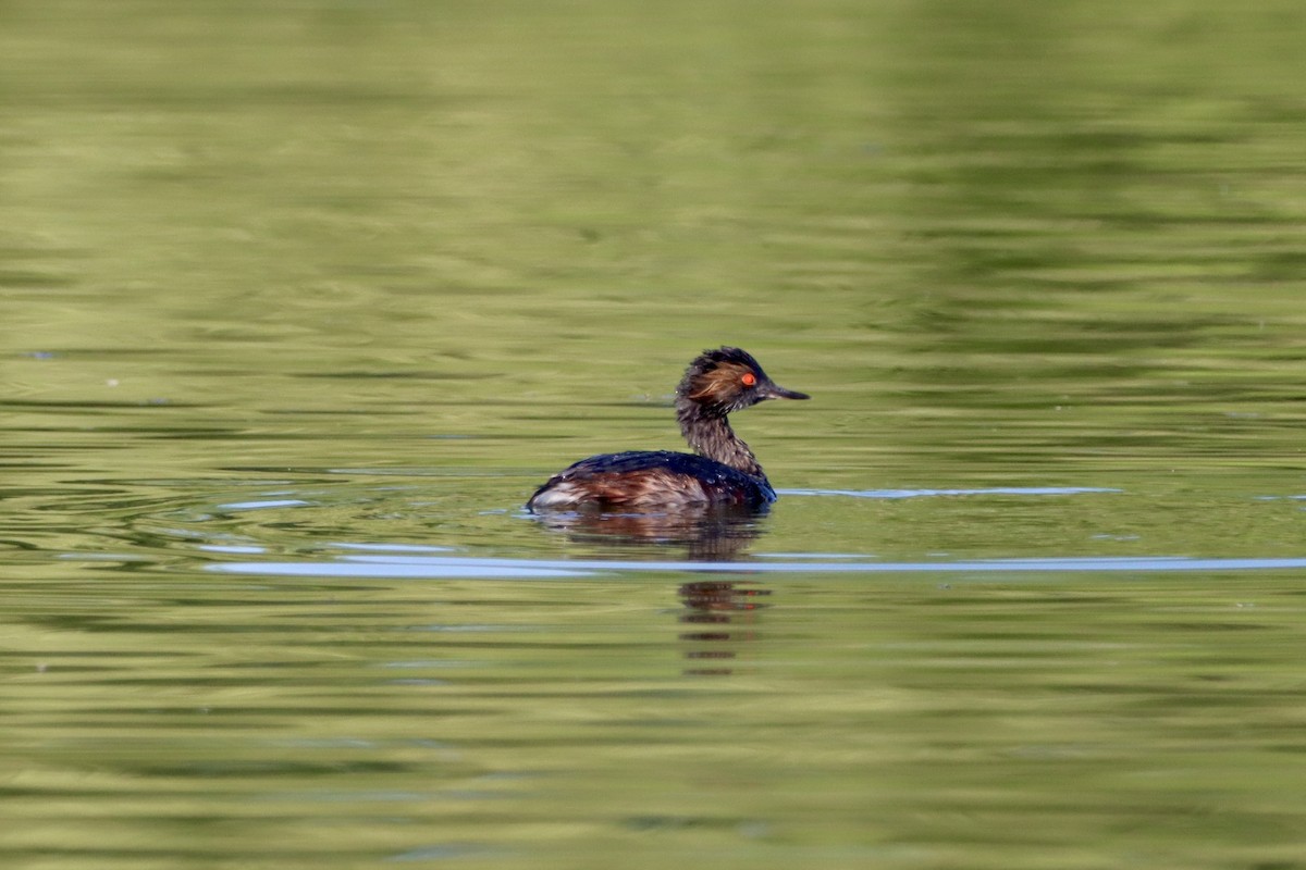 Eared Grebe - ML620711564