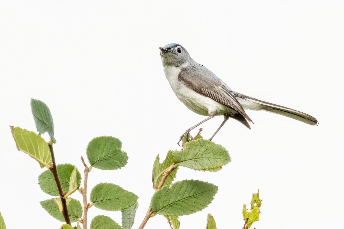 Blue-gray Gnatcatcher - ML620711565