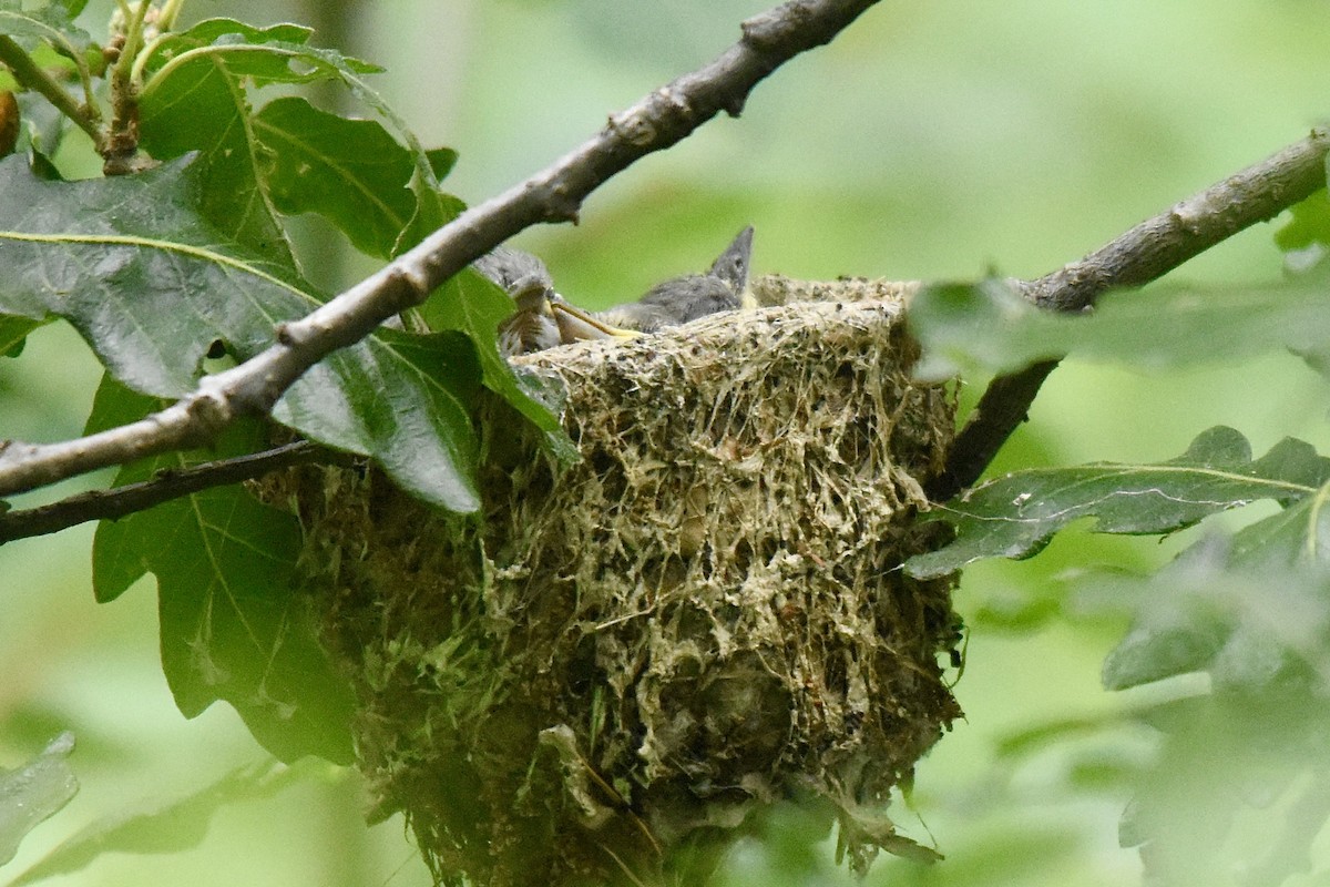 Plumbeous Vireo - ML620711566