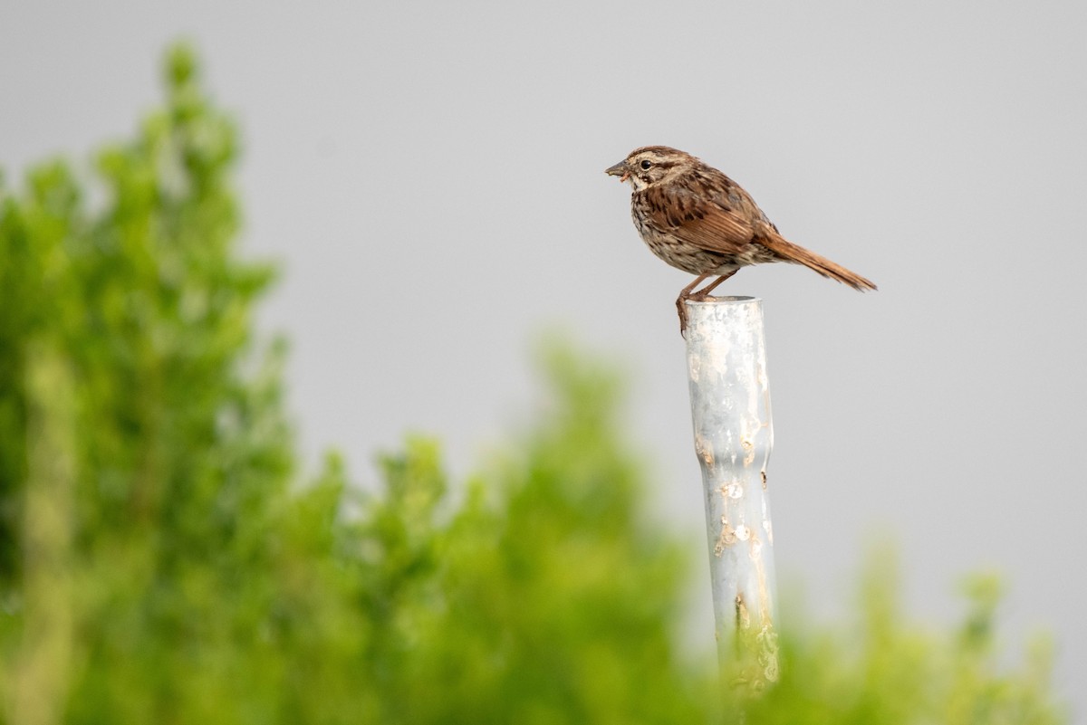 Song Sparrow - ML620711567