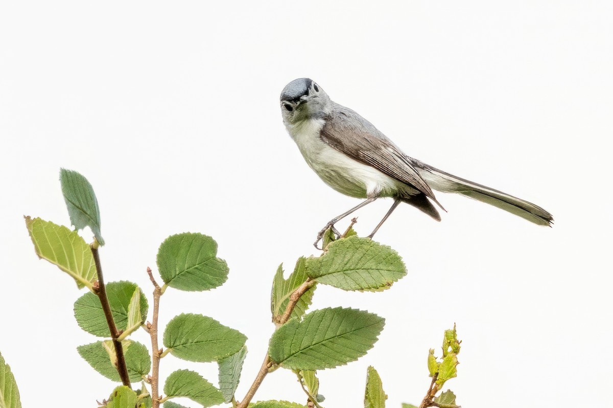 Blue-gray Gnatcatcher - ML620711568