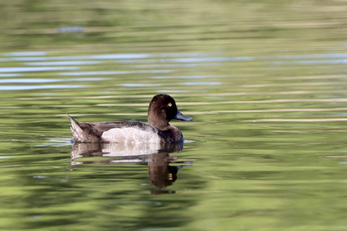 Ring-necked Duck - ML620711570