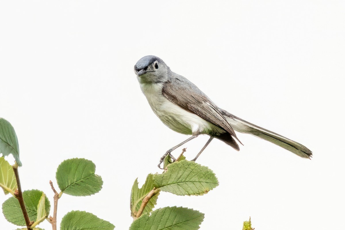 Blue-gray Gnatcatcher - ML620711571