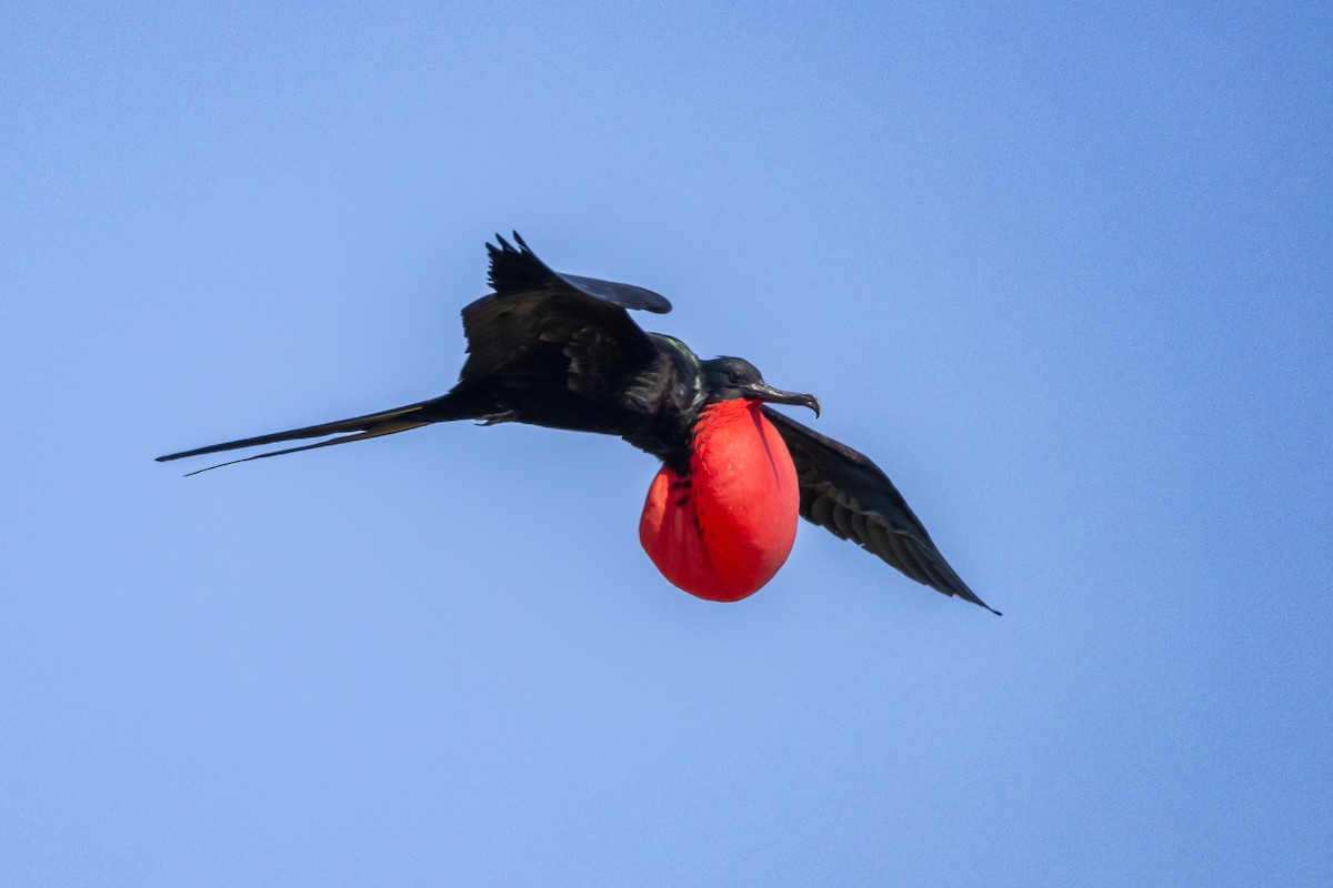 Great Frigatebird - ML620711573