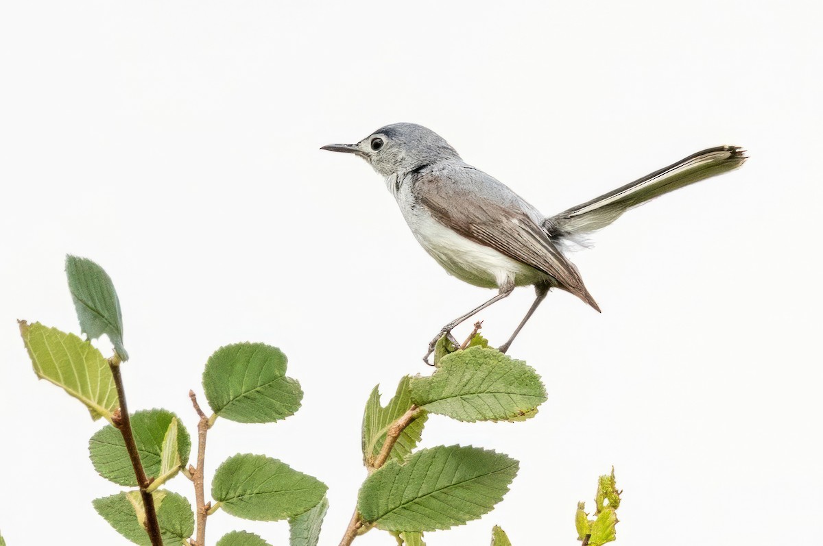 Blue-gray Gnatcatcher - ML620711574