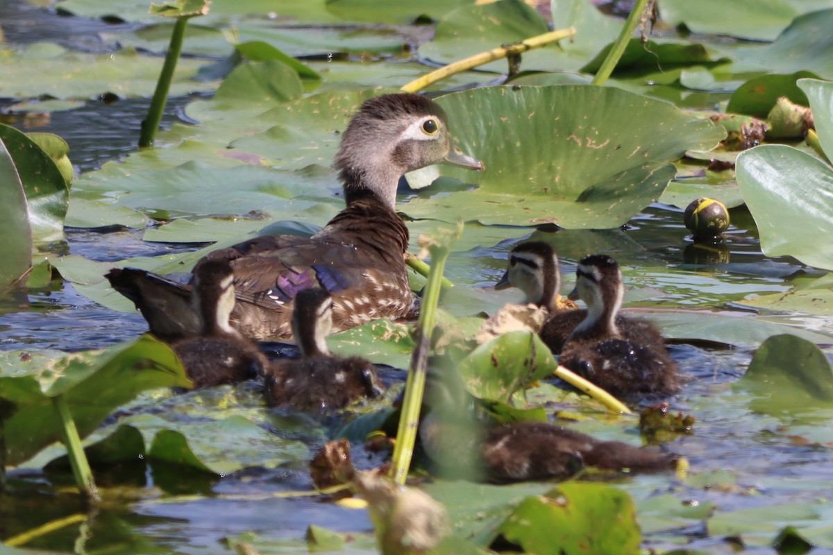 Wood Duck - ML620711575