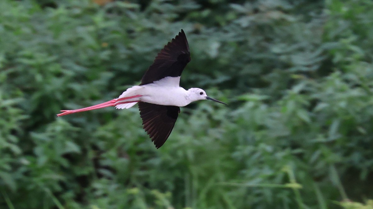 Black-winged Stilt - ML620711580