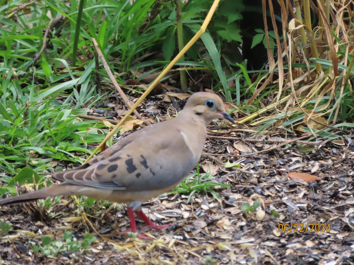 Mourning Dove - ML620711590