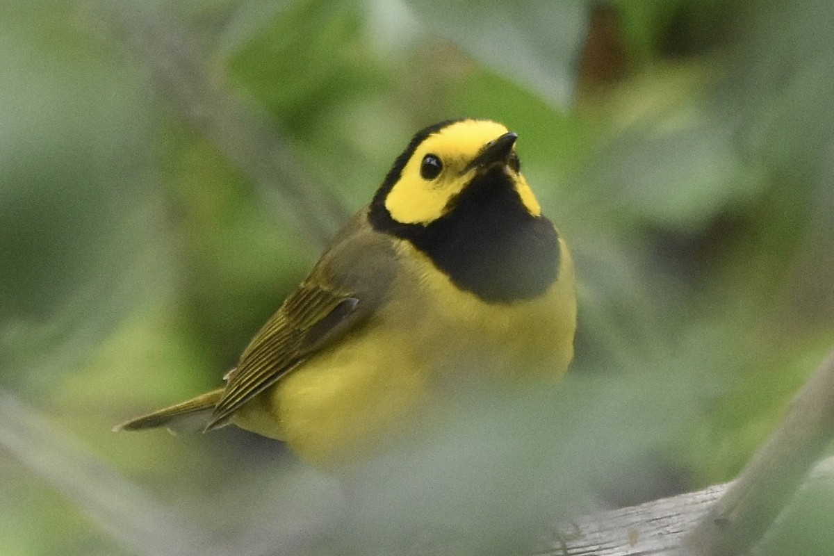 Hooded Warbler - ML620711591