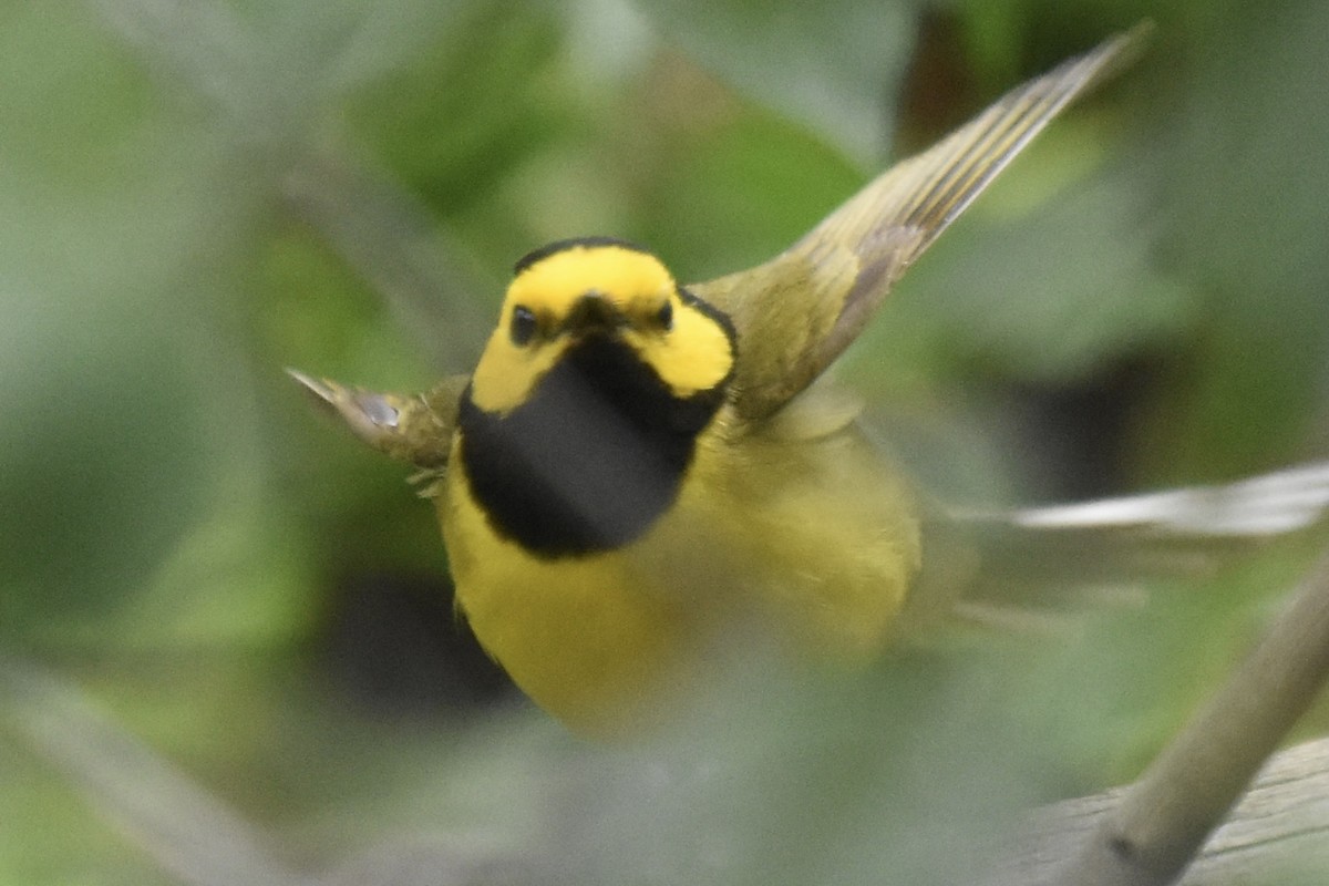 Hooded Warbler - ML620711592