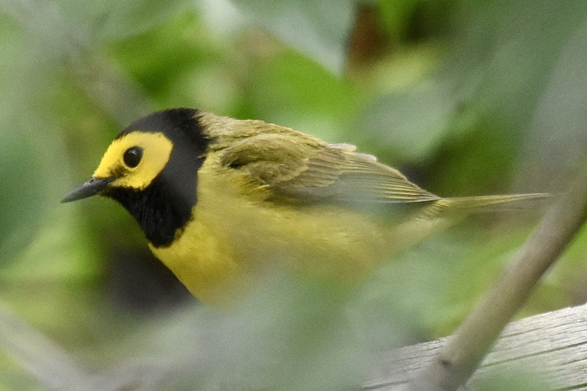 Hooded Warbler - ML620711593