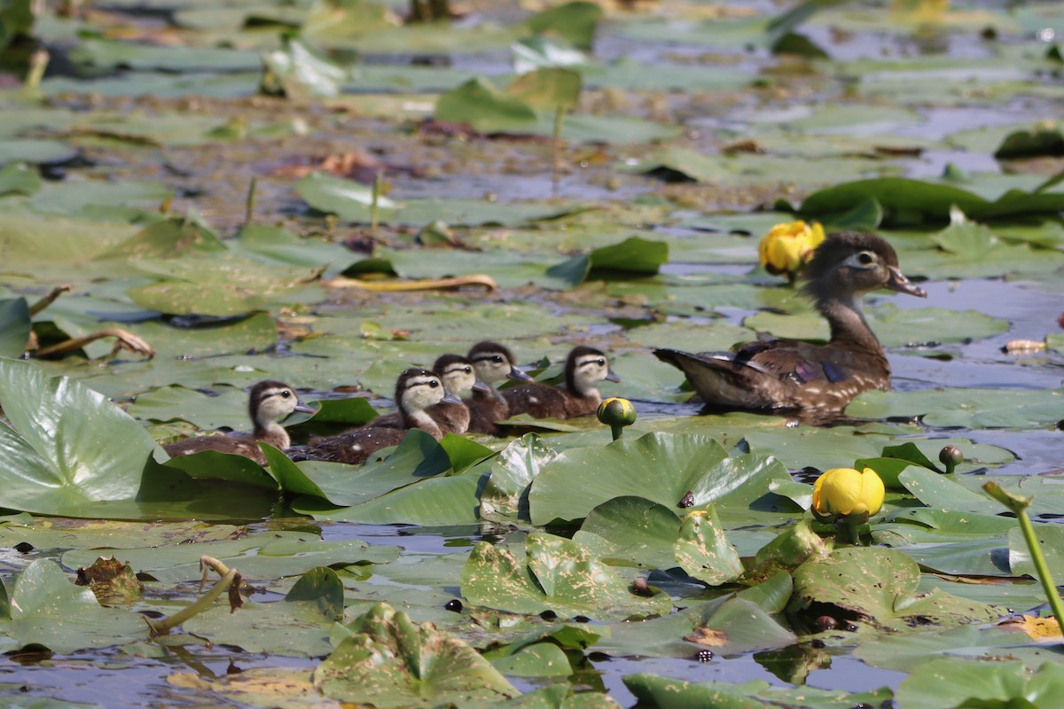 Wood Duck - ML620711600