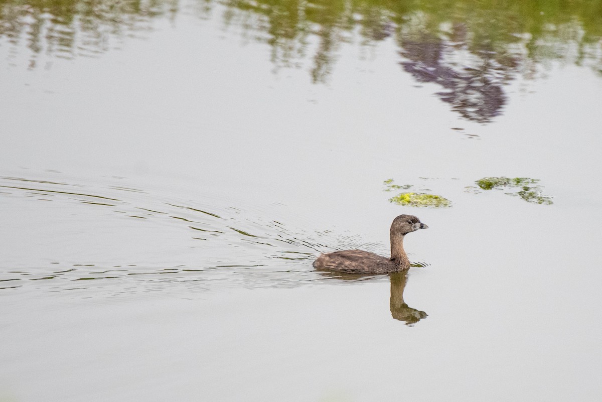 Pied-billed Grebe - ML620711602