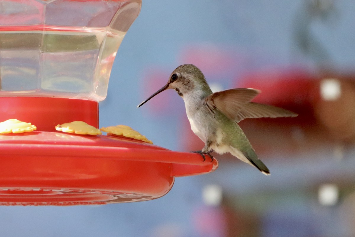 Costa's Hummingbird - ML620711630