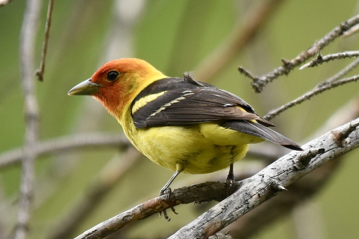 Western Tanager - ML620711632