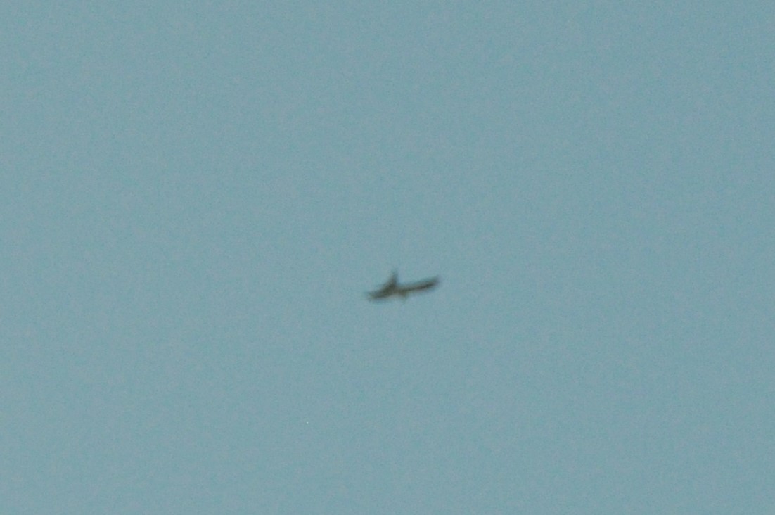 Swallow-tailed Kite - ML620711634