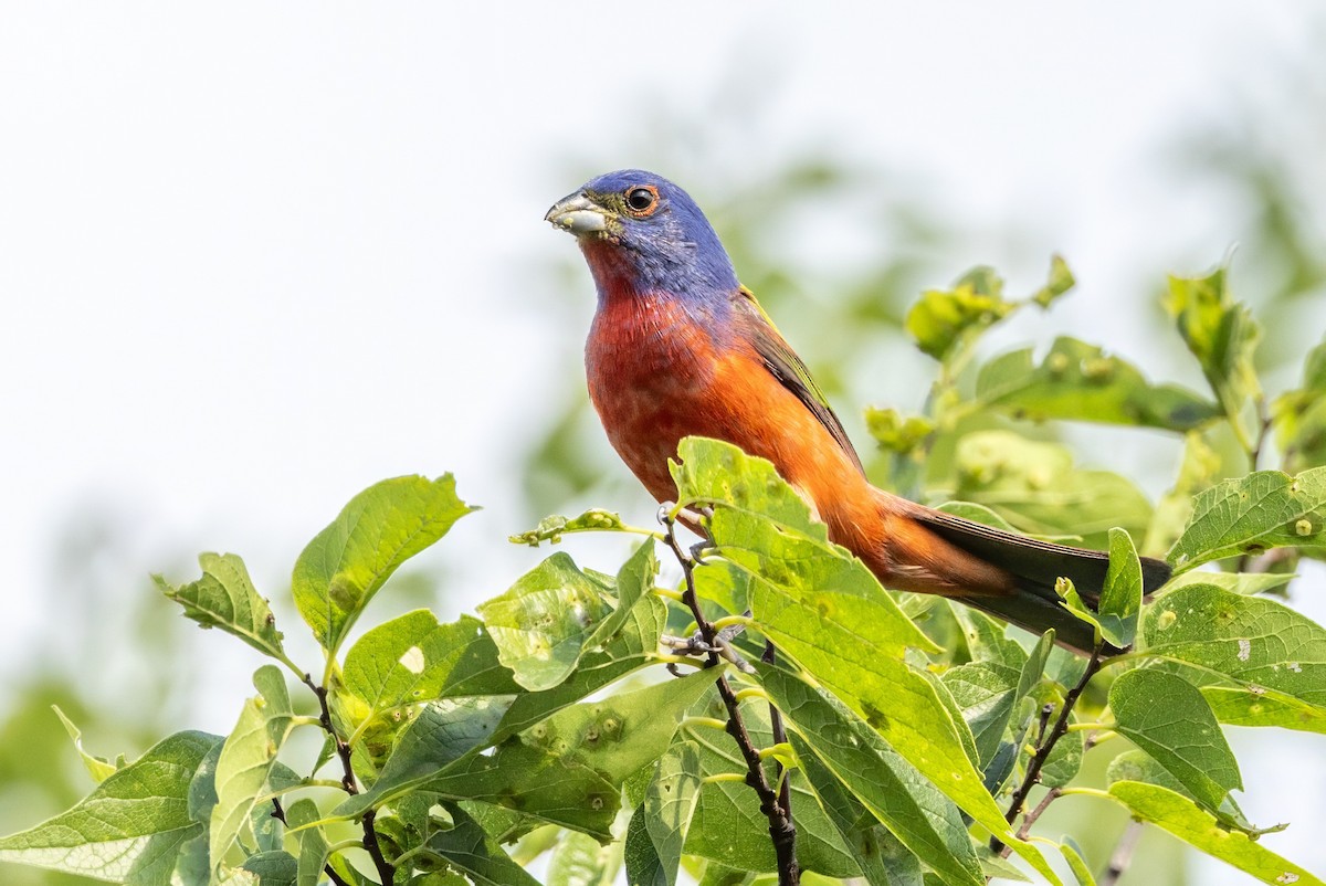 Painted Bunting - ML620711636