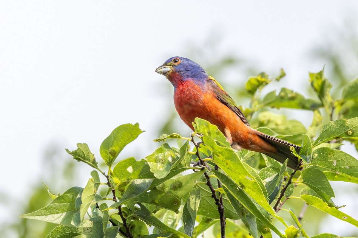 Painted Bunting - ML620711639