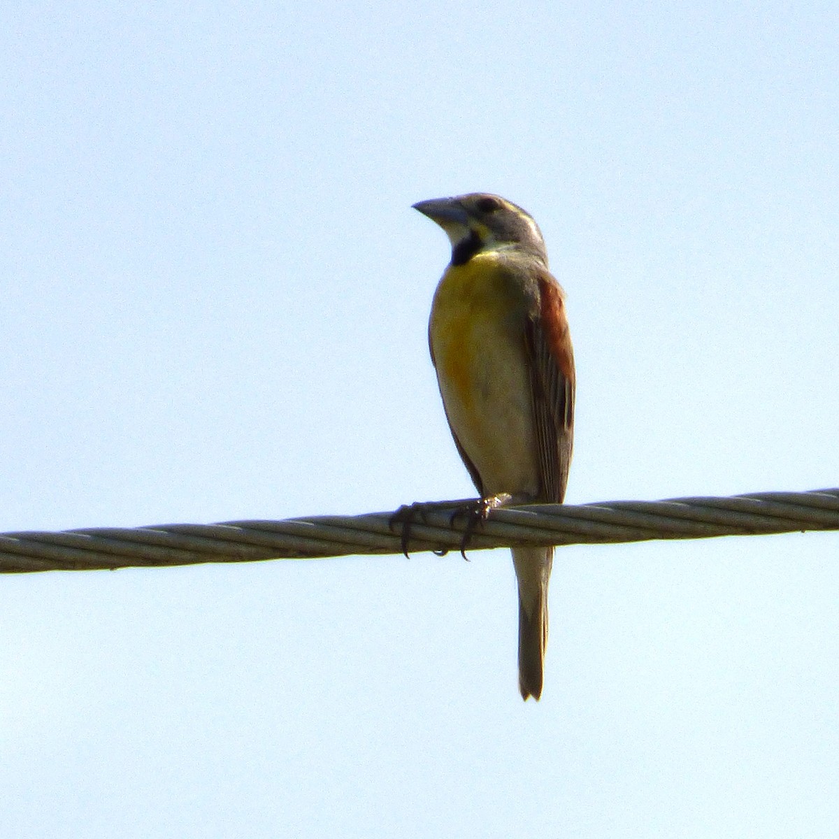 Dickcissel - ML620711640