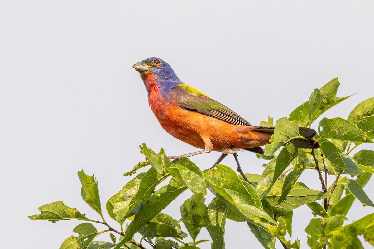 Painted Bunting - ML620711648
