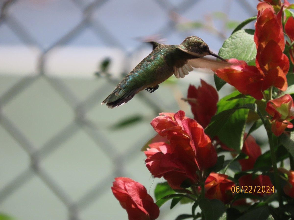 Ruby-throated Hummingbird - ML620711650