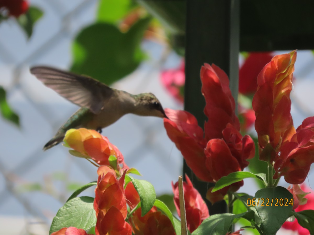 Ruby-throated Hummingbird - ML620711653