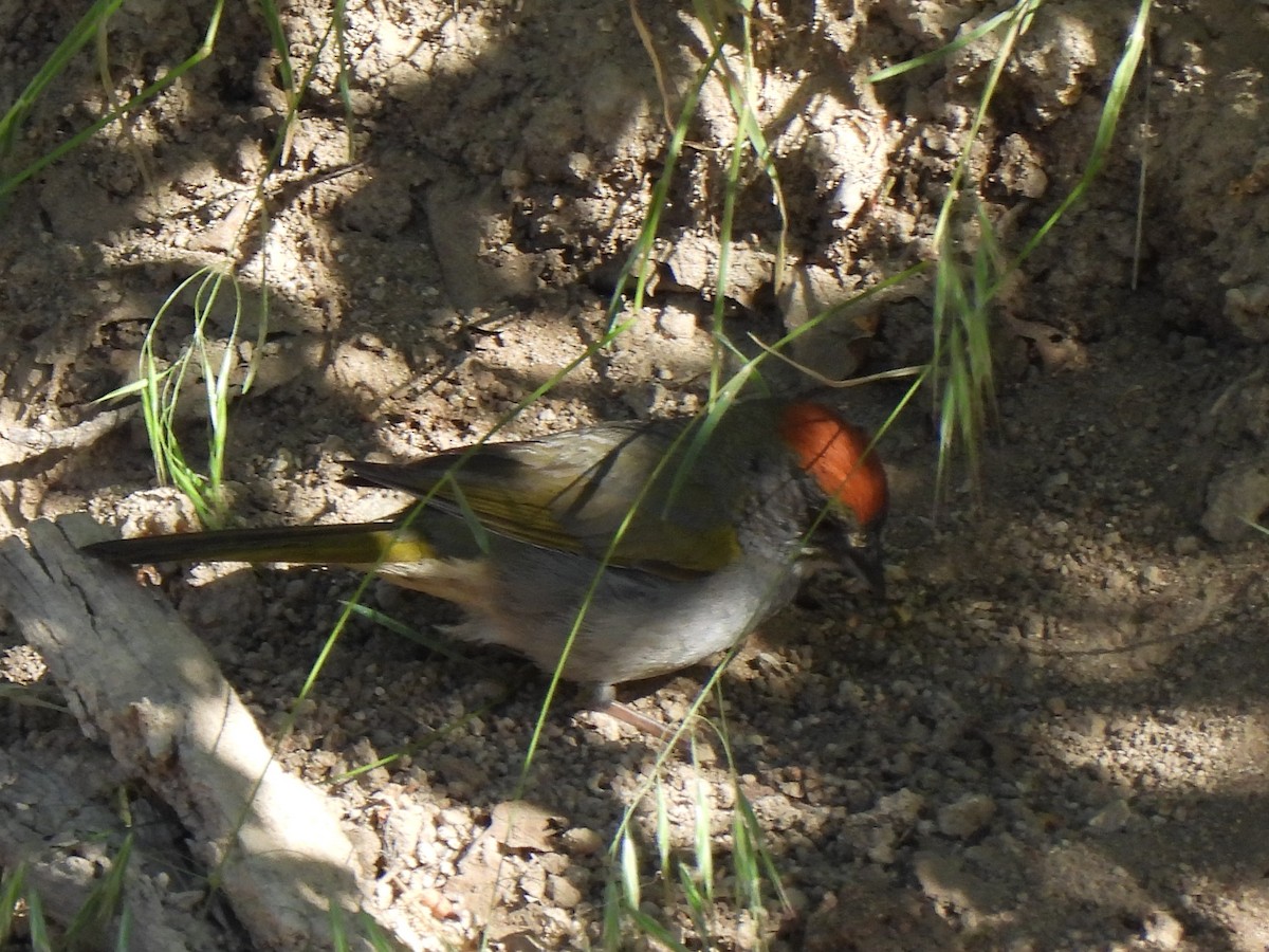 Green-tailed Towhee - ML620711654