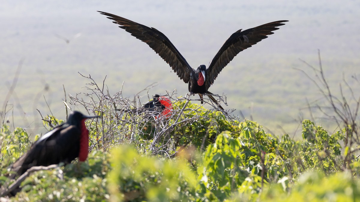 Magnificent Frigatebird - ML620711655