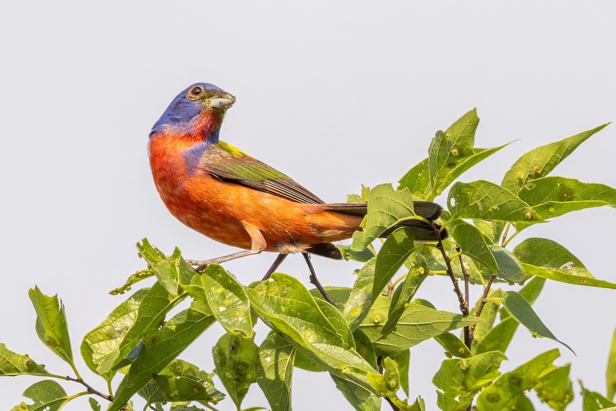 Painted Bunting - ML620711656